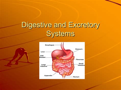fiber biology|Nutrition, digestion and excretion .